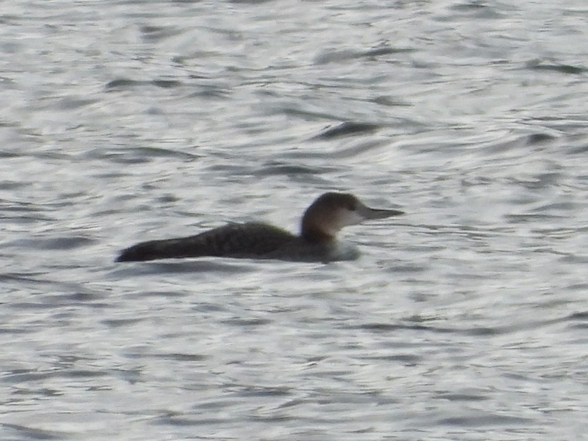 Common Loon - ML627218117