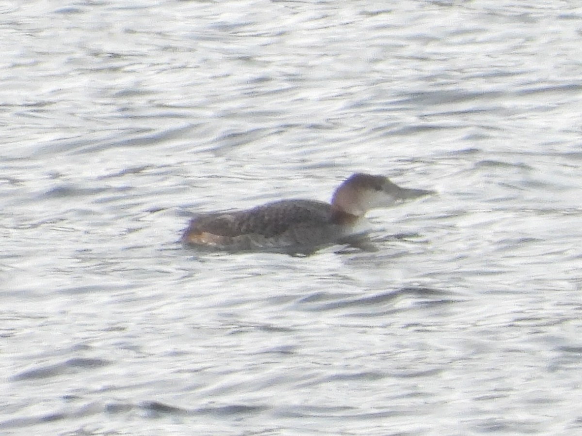 Common Loon - ML627218118