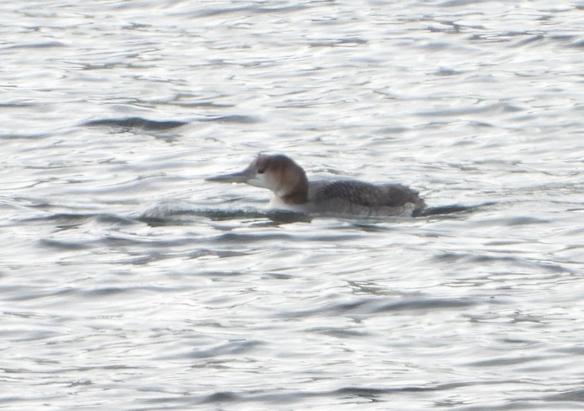 Common Loon - ML627218119