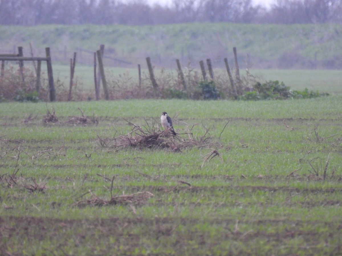 Peregrine Falcon - ML627218190