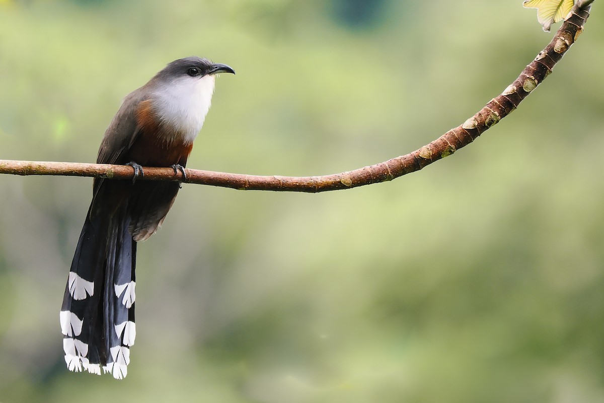 Chestnut-bellied Cuckoo - ML627218206