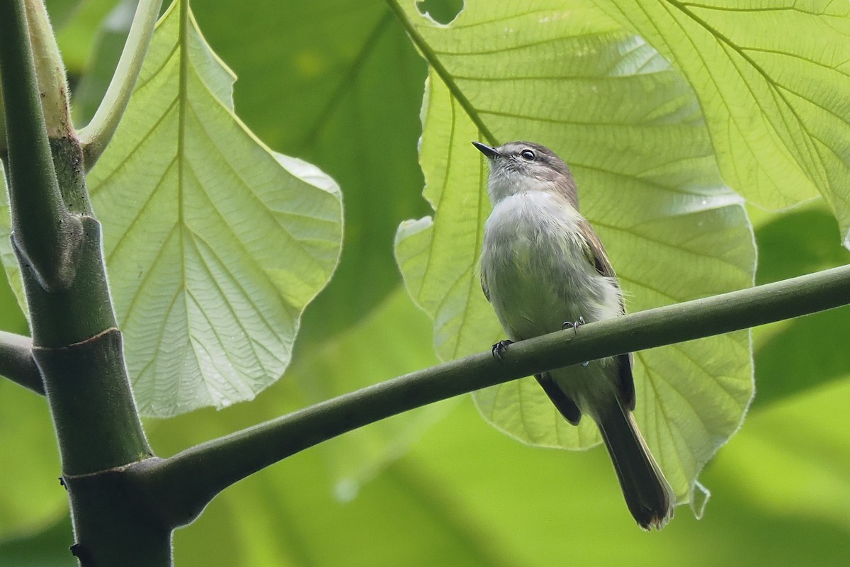 Jamaican Elaenia - ML627218222