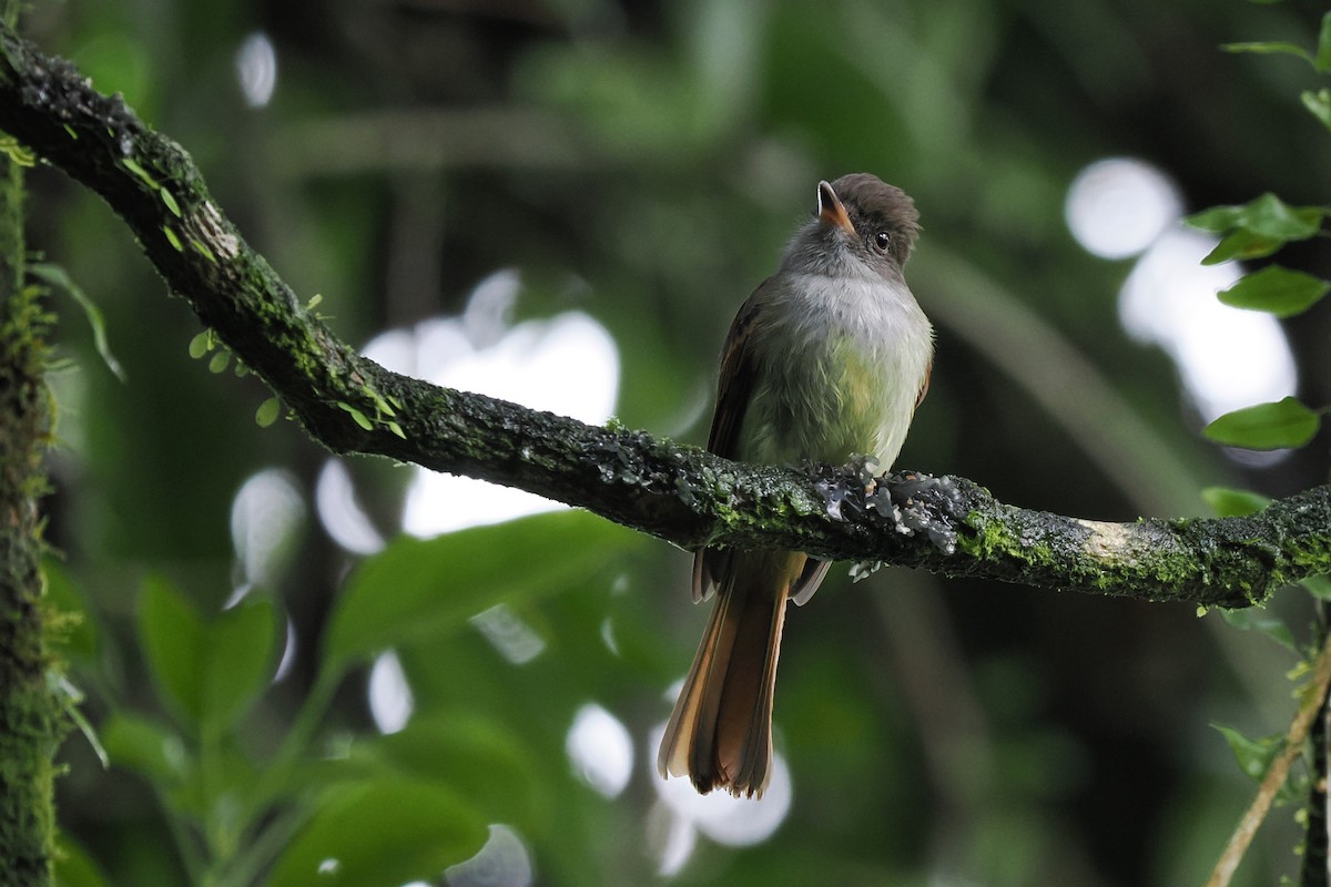 Rufous-tailed Flycatcher - ML627218238