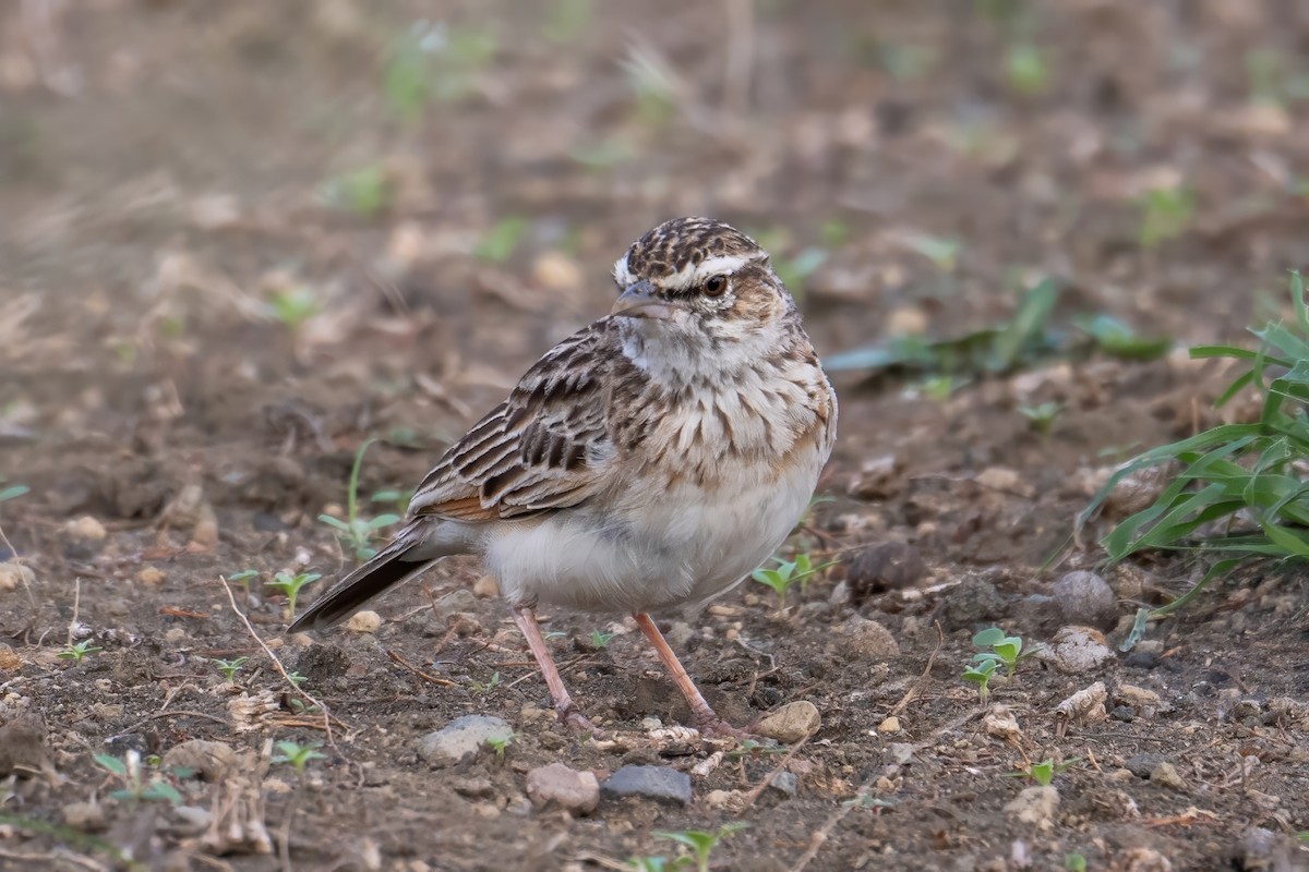 Fawn-colored Lark (Foxy) - ML627218326