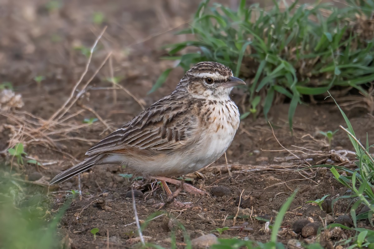 Fawn-colored Lark (Foxy) - ML627218328