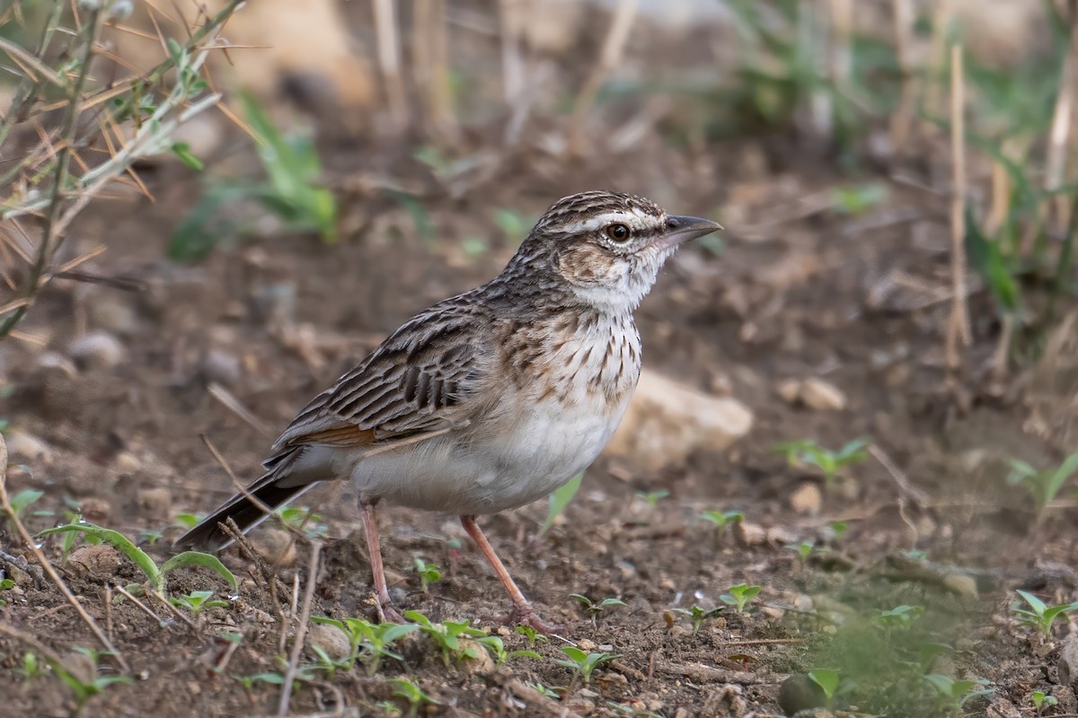 Fawn-colored Lark (Foxy) - ML627218329