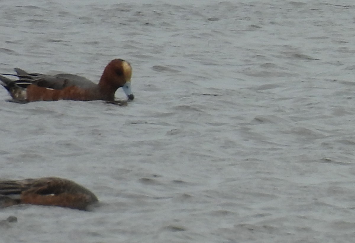 Eurasian Wigeon - ML627218402