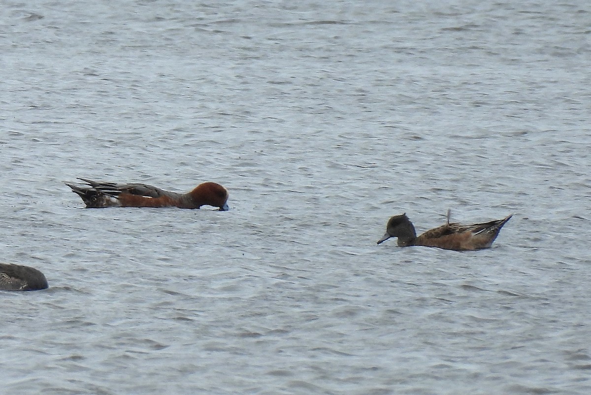 Eurasian Wigeon - ML627218403