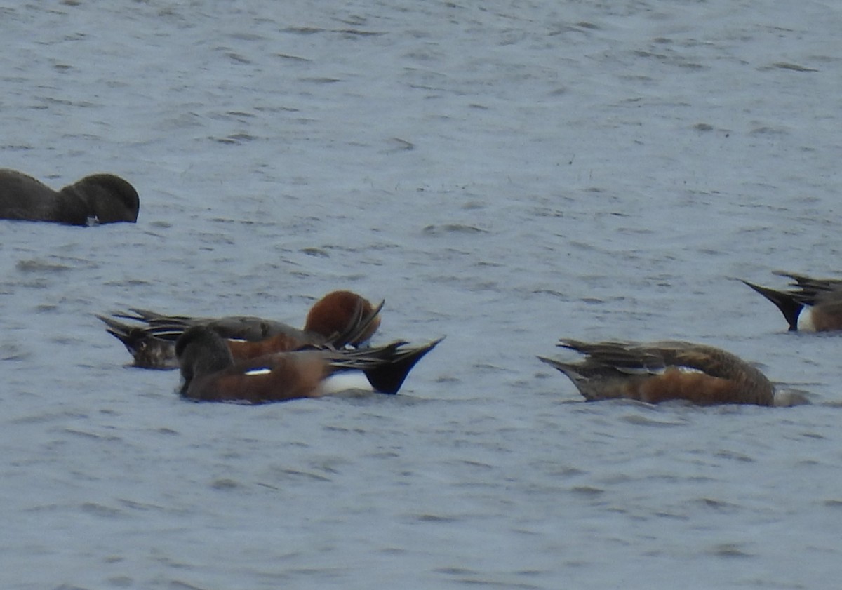 Eurasian Wigeon - ML627218405