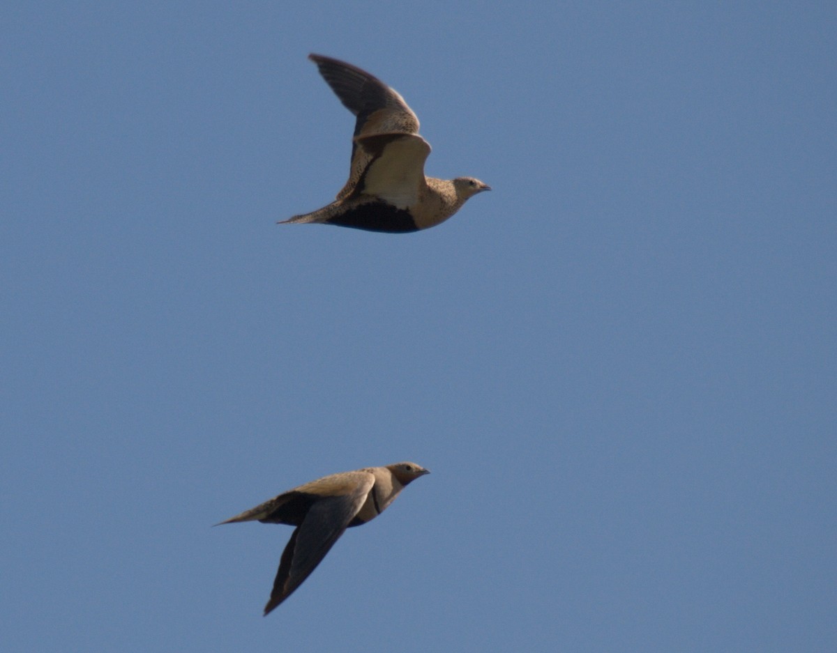 Black-bellied Sandgrouse - ML627218547