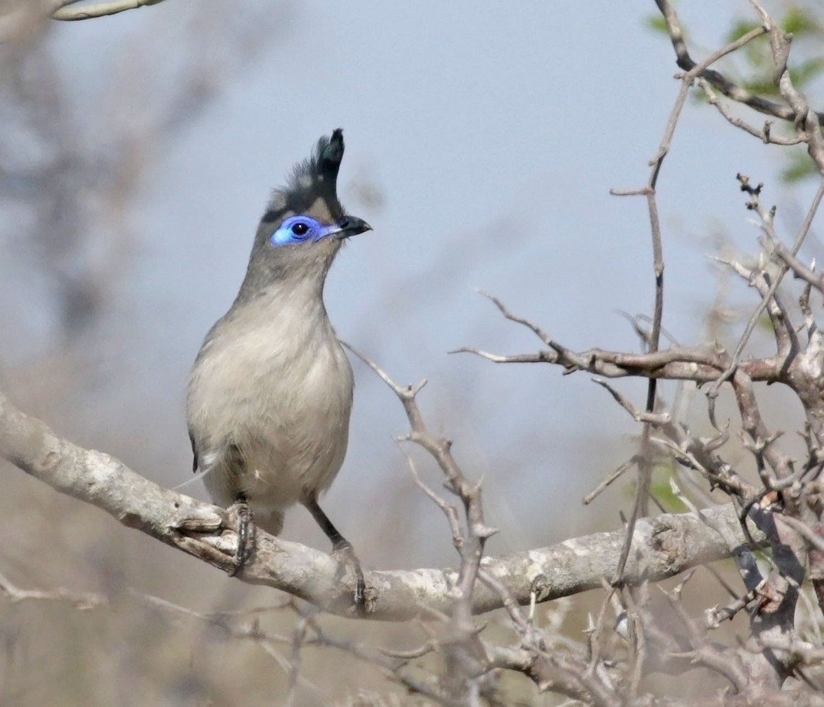 Verreaux's Coua - ML627218639