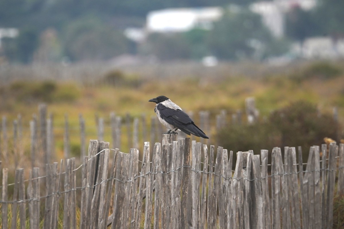 Hooded Crow - ML627218640