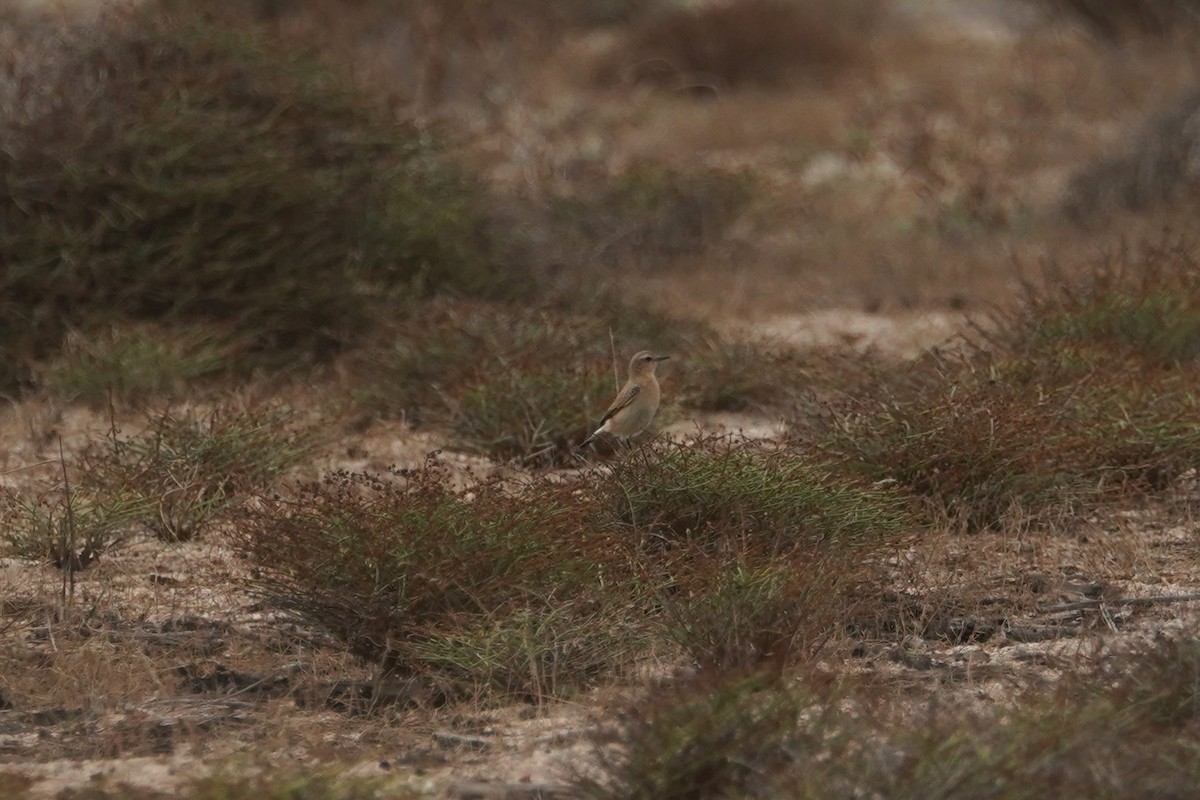 Northern Wheatear - ML627218647