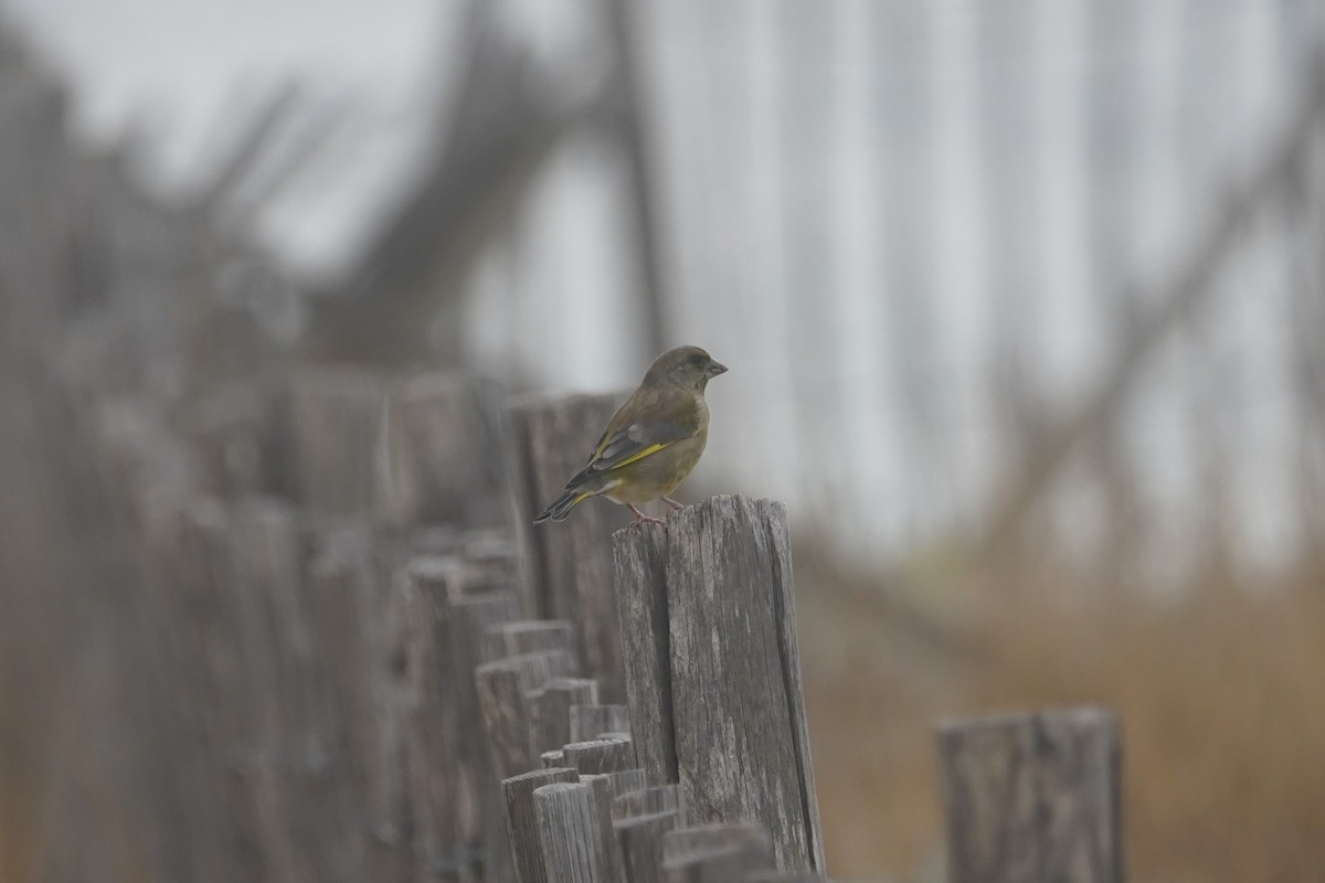 European Greenfinch - ML627218655