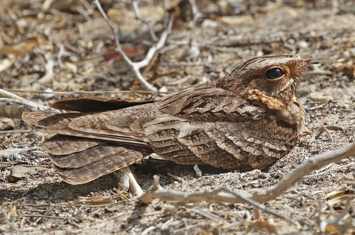 Madagascar Nightjar - ML627218690
