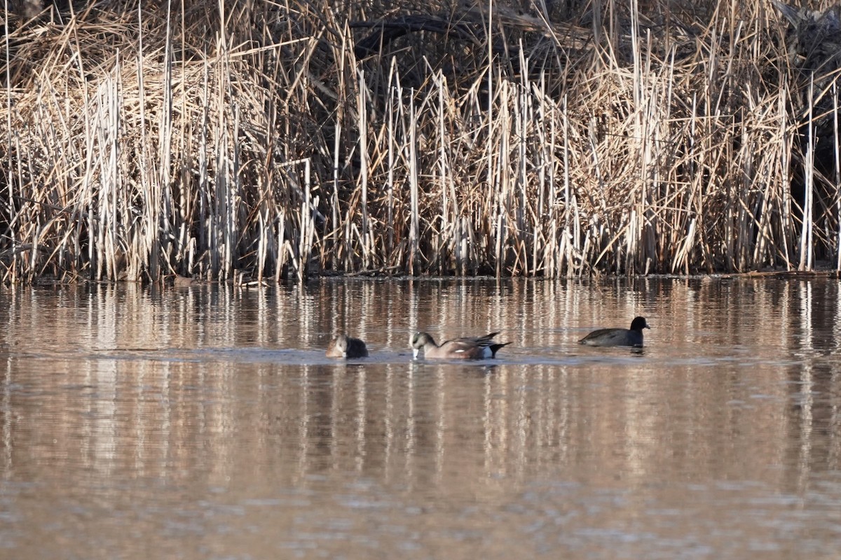 American Wigeon - ML627218710