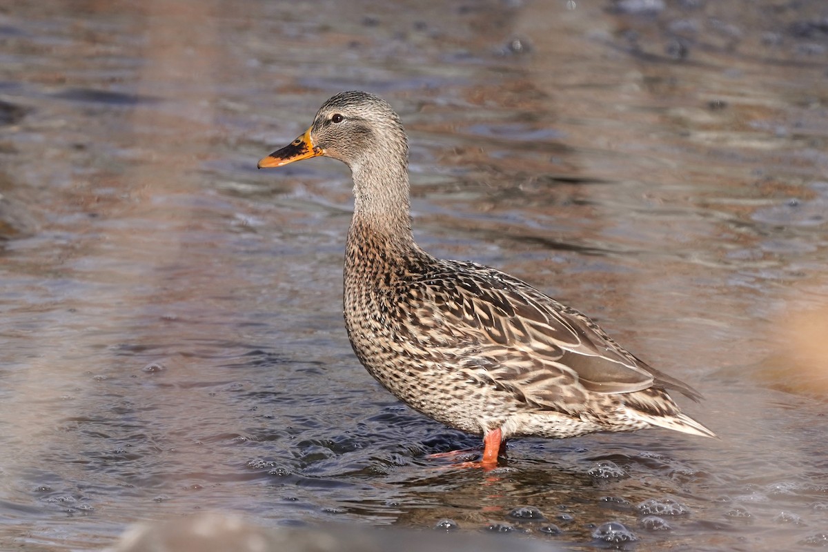 Mallard - ML627218716