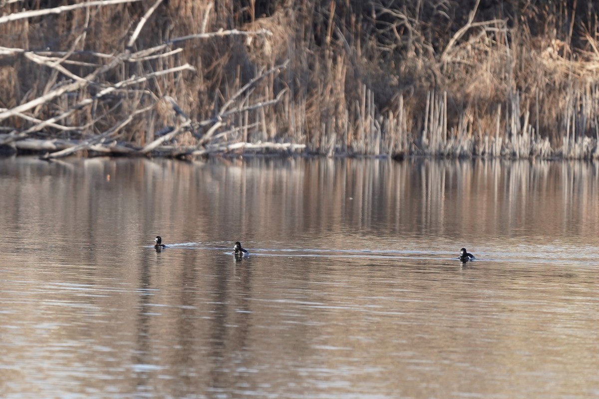 Ring-necked Duck - ML627218723