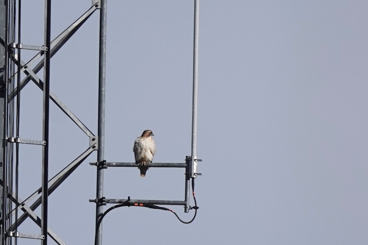 Red-tailed Hawk - ML627218831