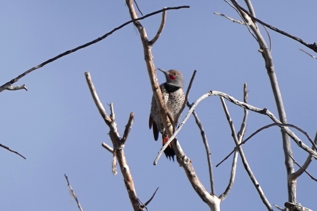 Northern Flicker - ML627218837