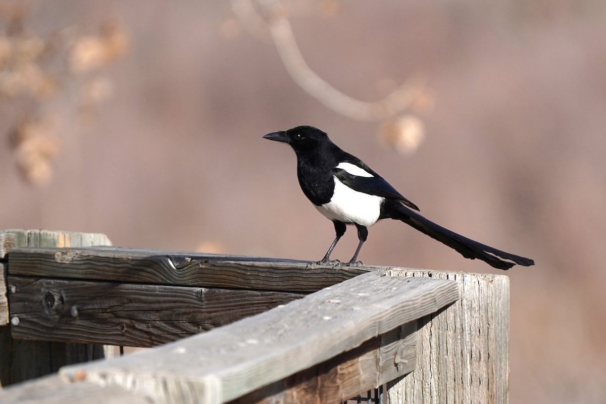 Black-billed Magpie - ML627218838