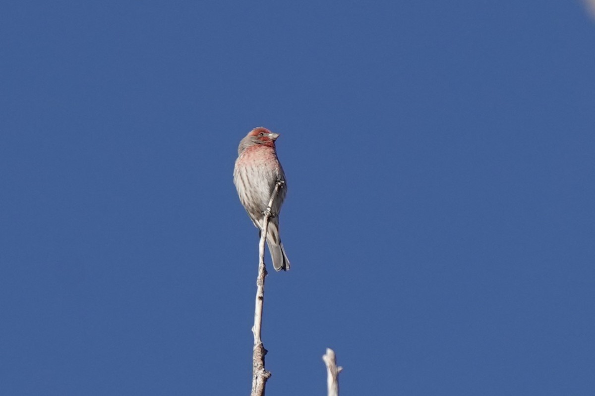 House Finch - ML627218848