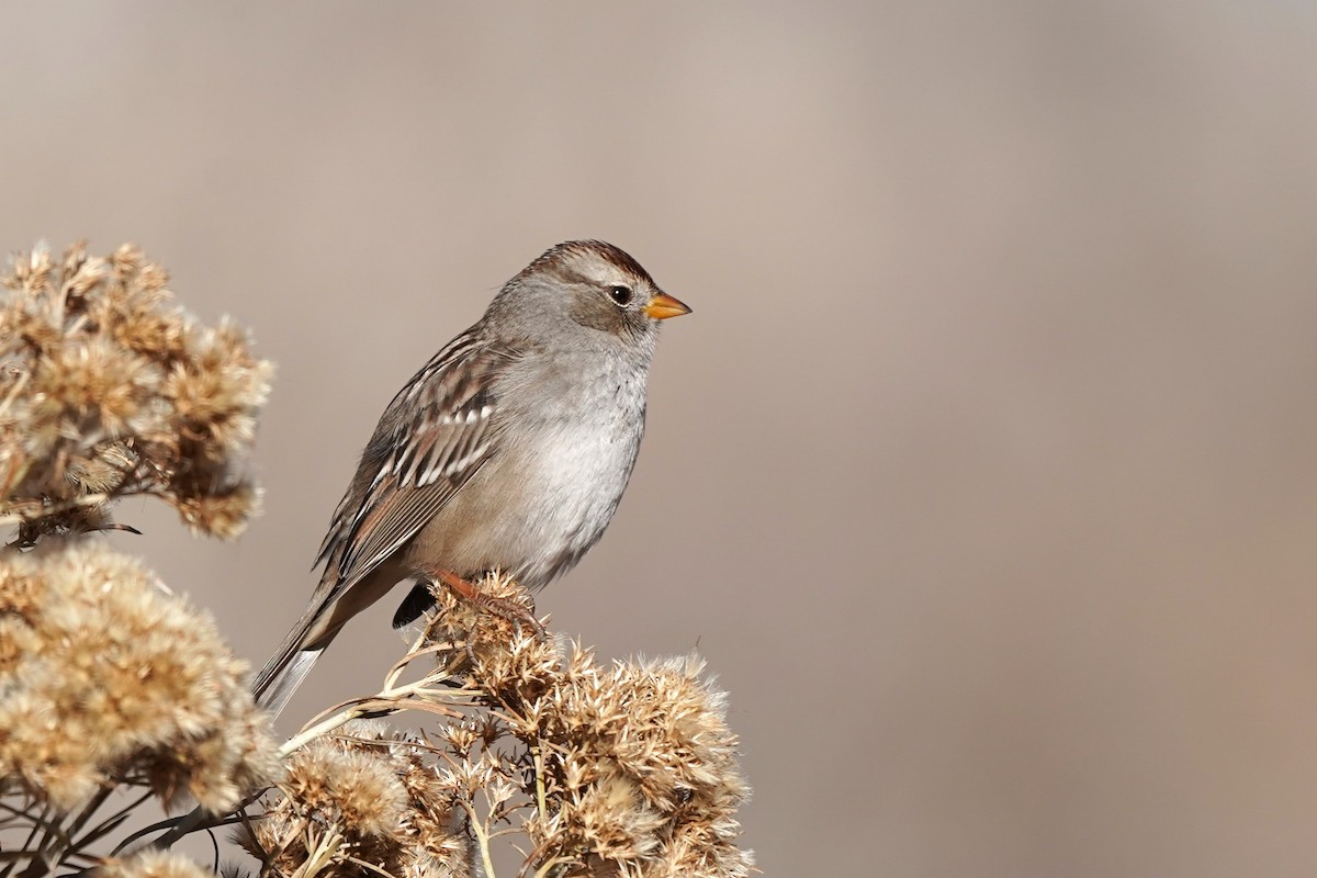 White-crowned Sparrow - ML627218850