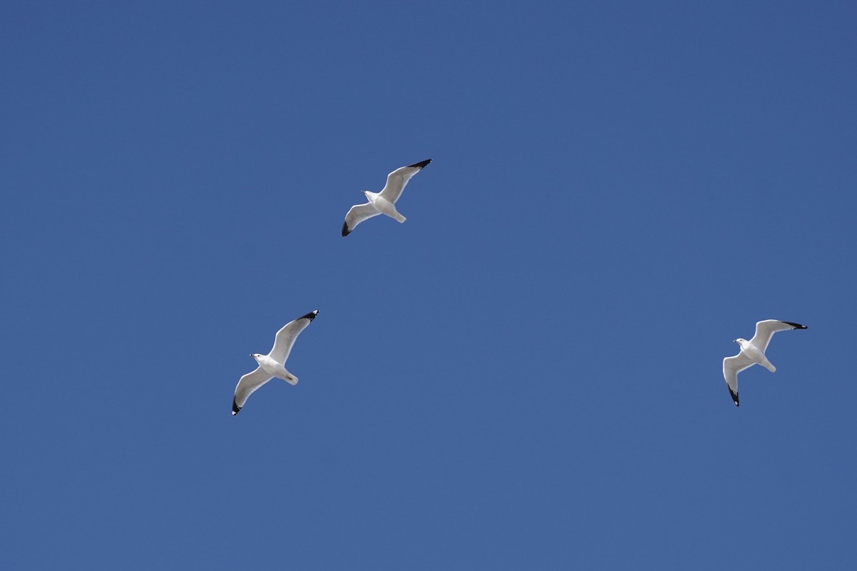 Ring-billed Gull - ML627218860