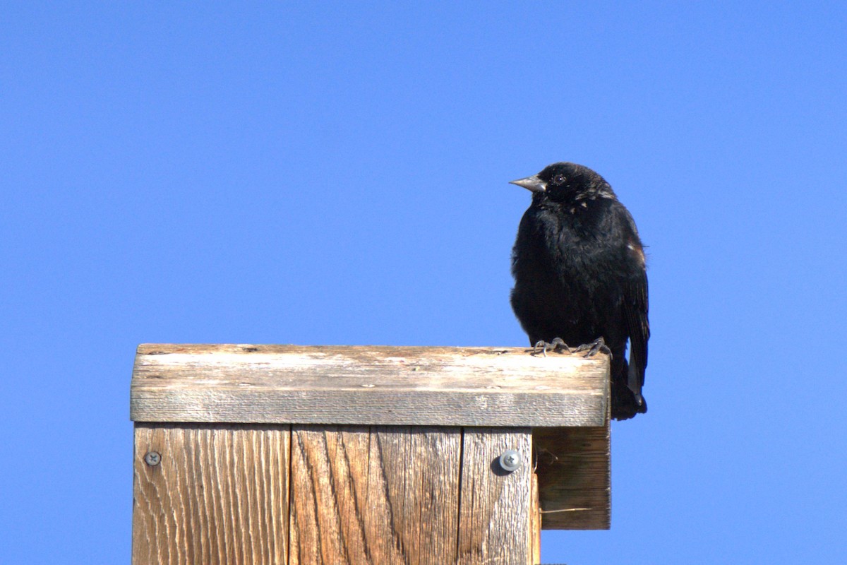 Red-winged Blackbird - ML627218870