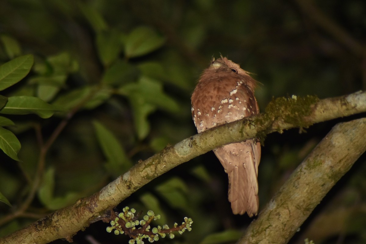 Sri Lanka Frogmouth - ML627218985