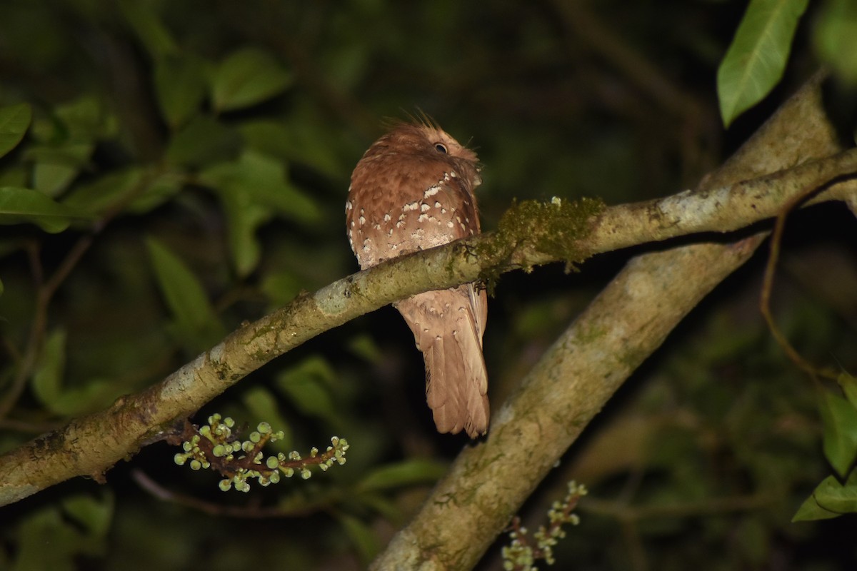 Sri Lanka Frogmouth - ML627218986