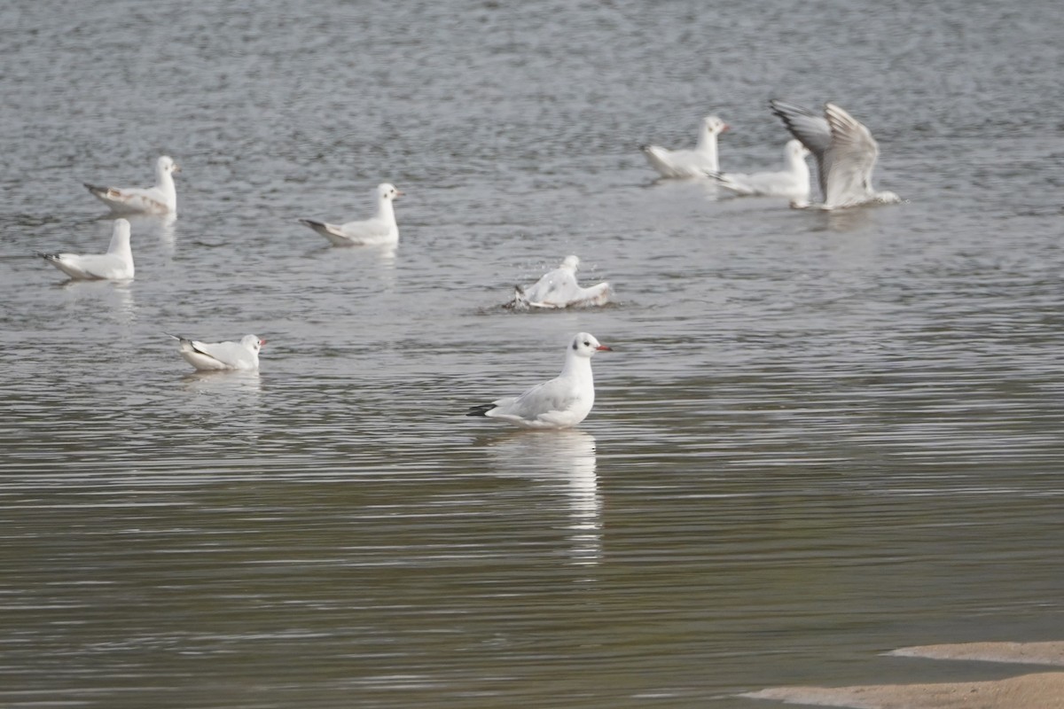 Black-headed Gull - ML627219091