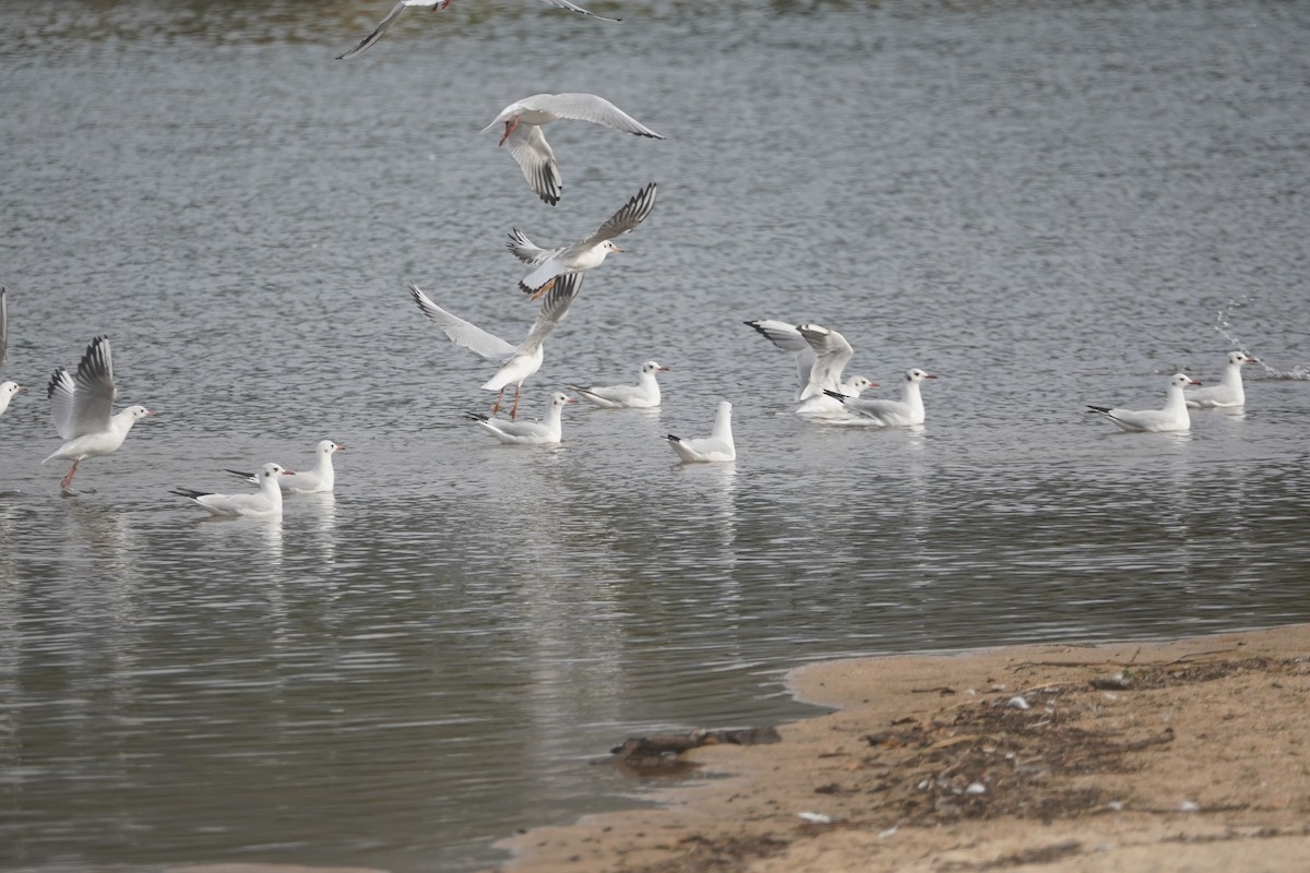 Black-headed Gull - ML627219097