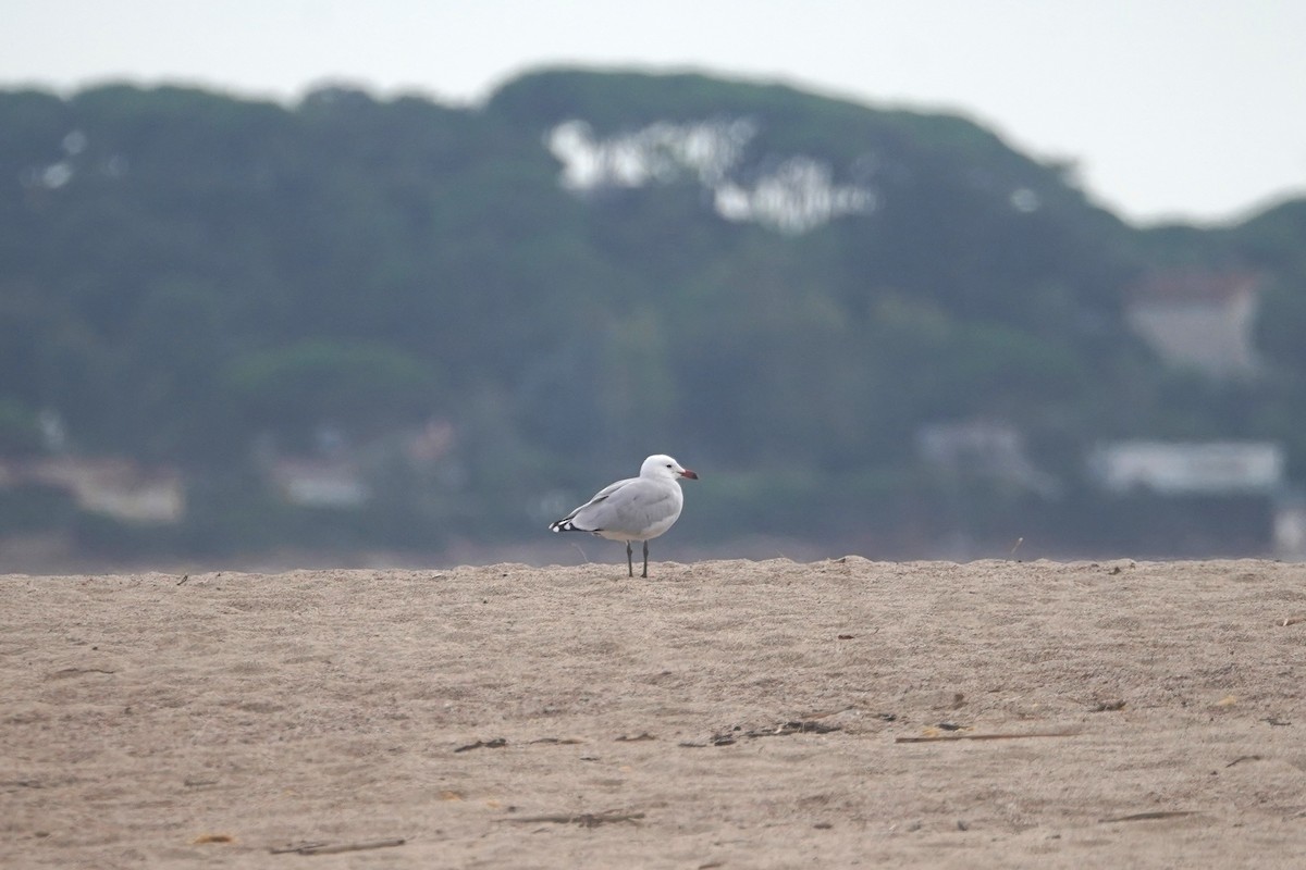 Audouin's Gull - ML627219158