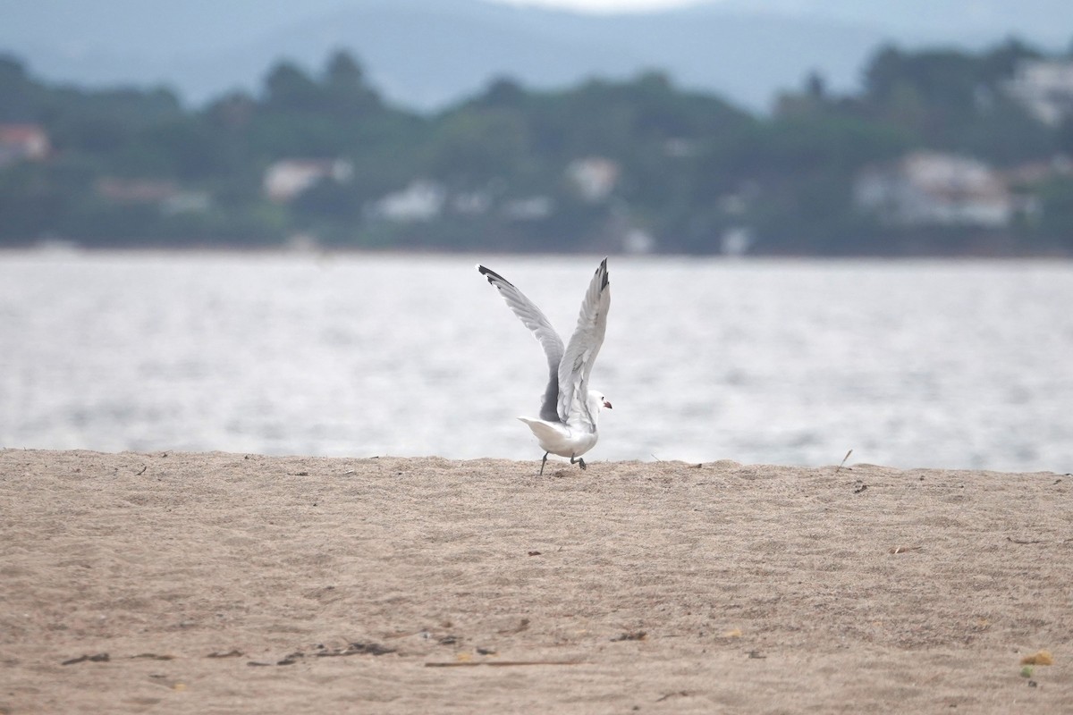 Audouin's Gull - ML627219173