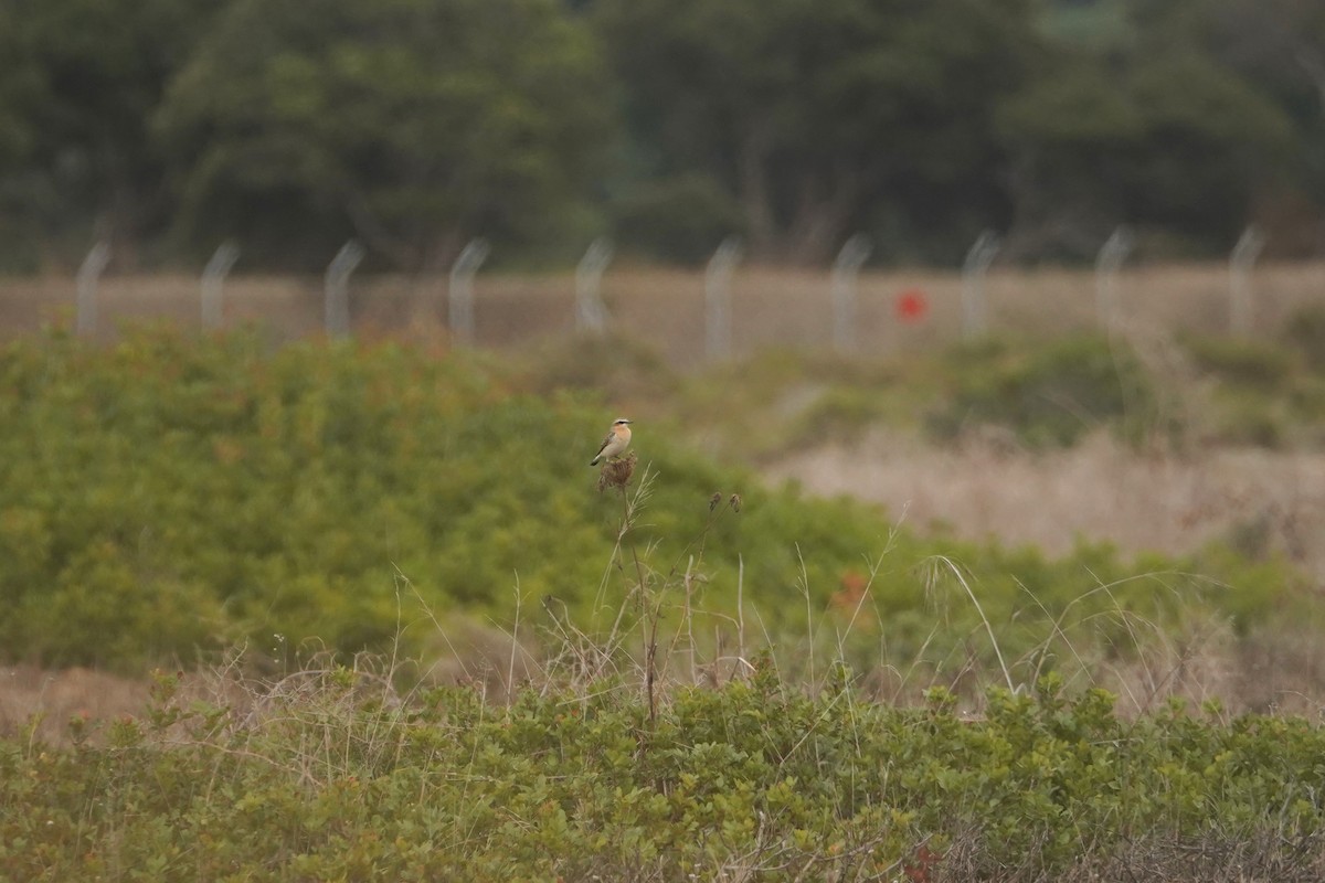 Northern Wheatear - ML627219234