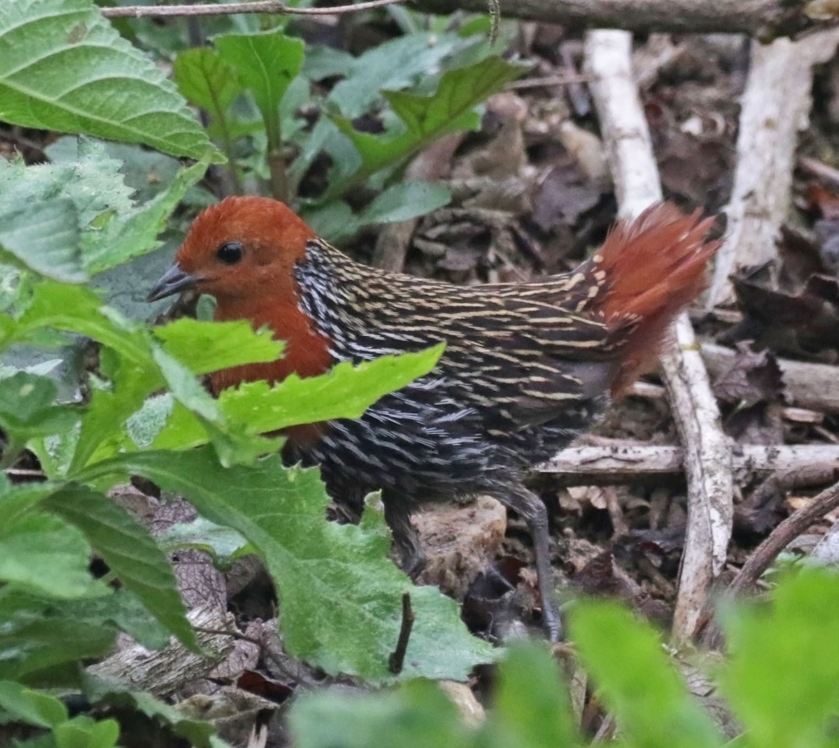 Madagascar Flufftail - ML627219235