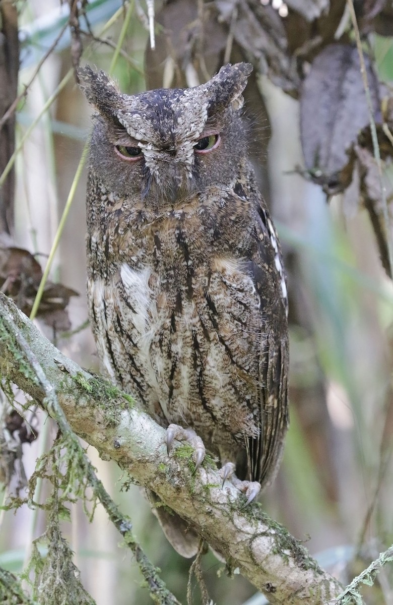 Madagascar Scops-Owl (Rainforest) - ML627219422