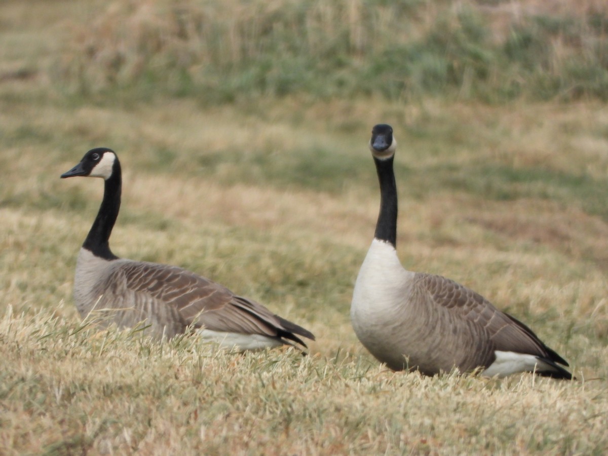 Canada Goose - ML627219473