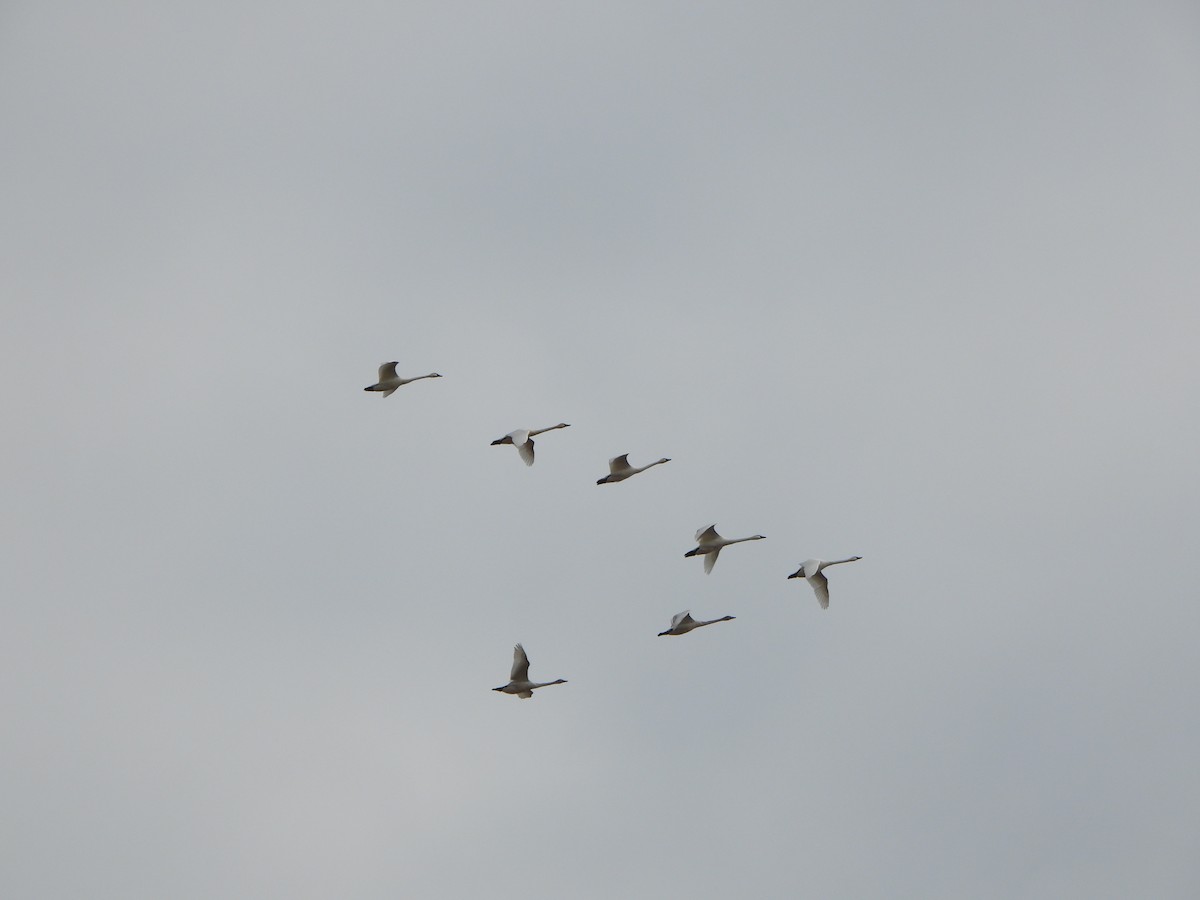 Tundra Swan - ML627219477