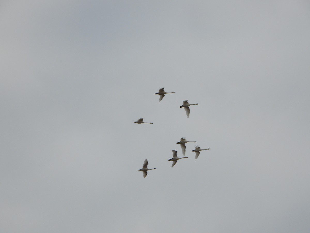 Tundra Swan - ML627219483