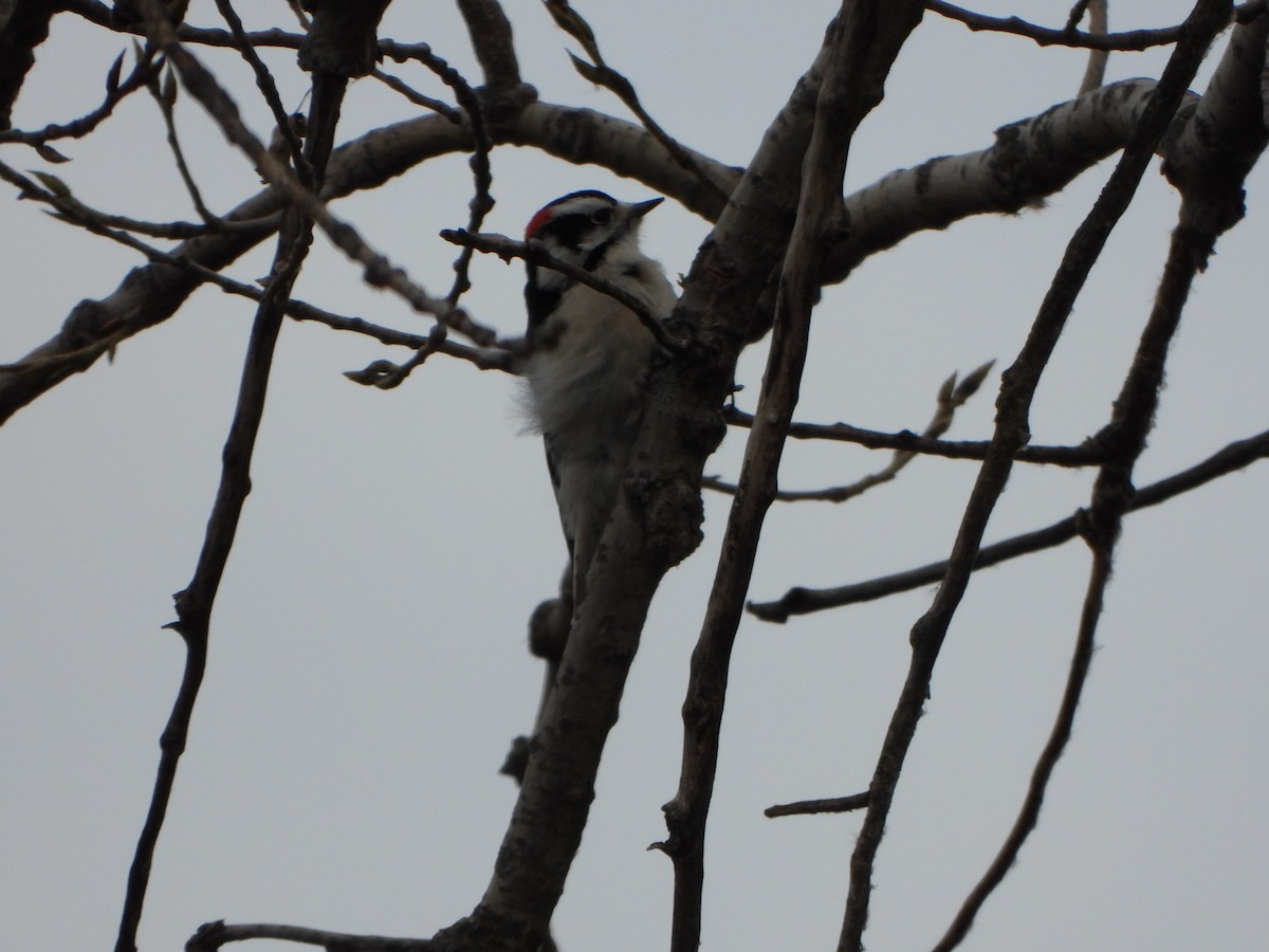 Downy Woodpecker - ML627219490