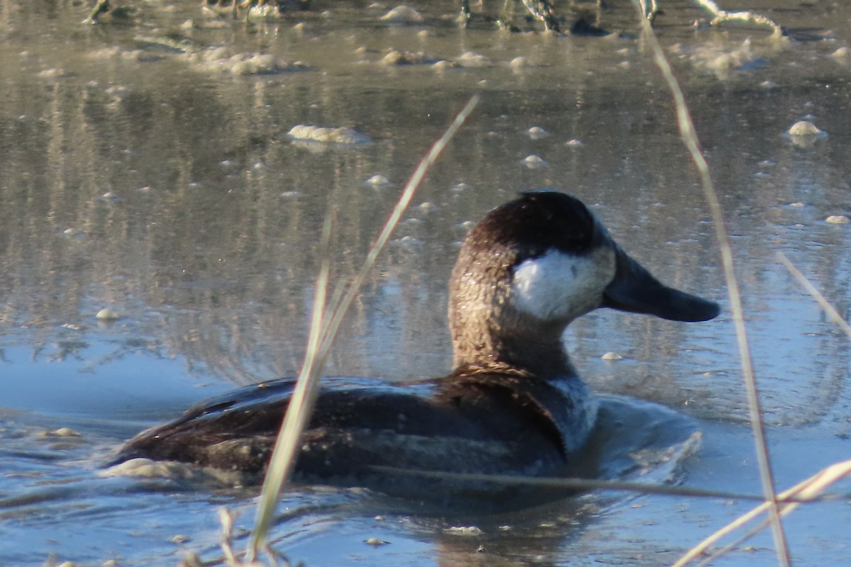 Ruddy Duck - ML627219568