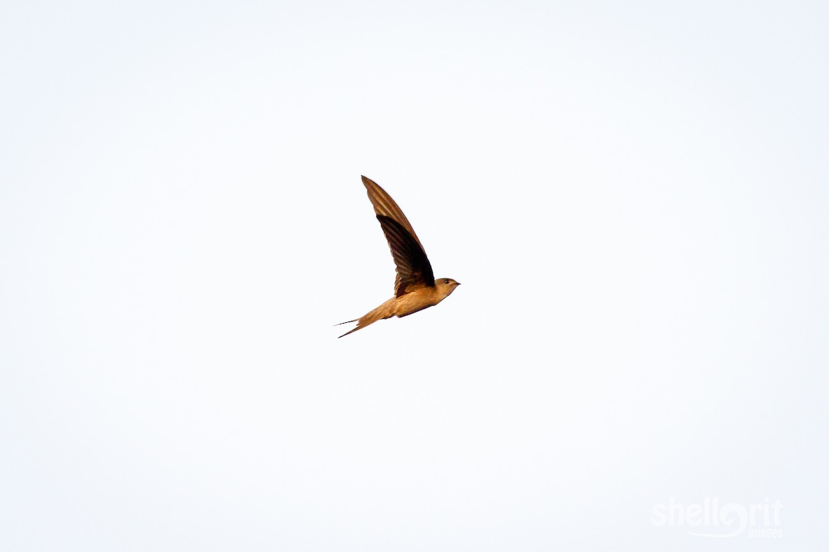 Asian Palm Swift - ML62721971