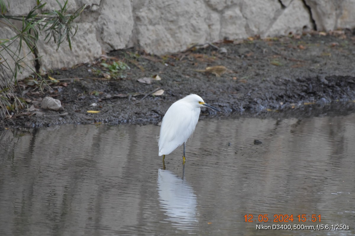 Snowy Egret - ML627219762