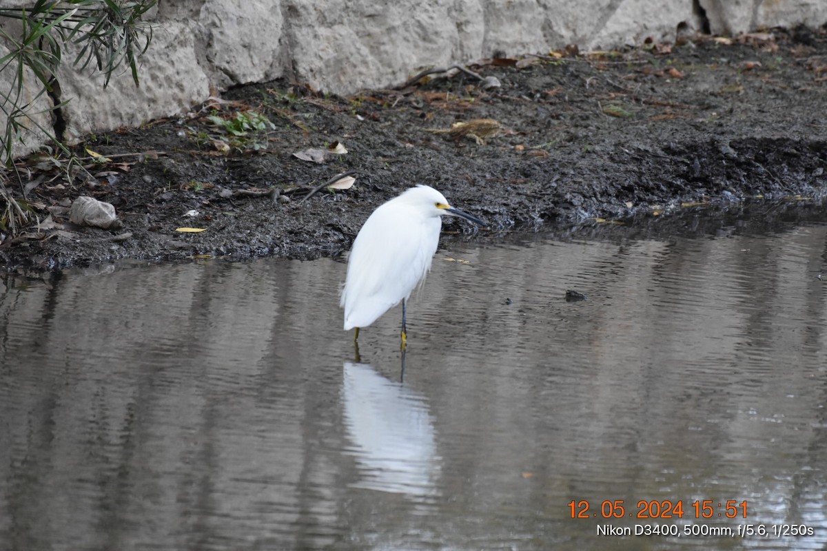 Snowy Egret - ML627219763