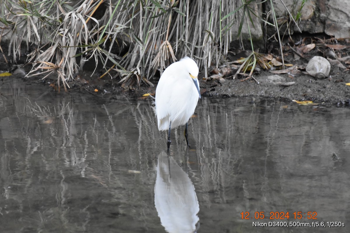 Snowy Egret - ML627219765
