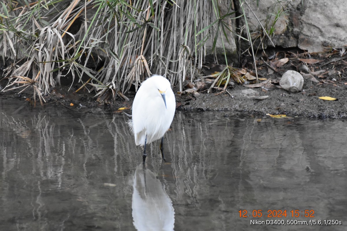 Snowy Egret - ML627219767