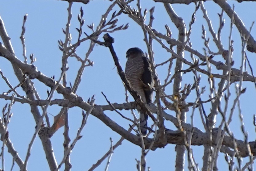 Sharp-shinned Hawk - ML627219904