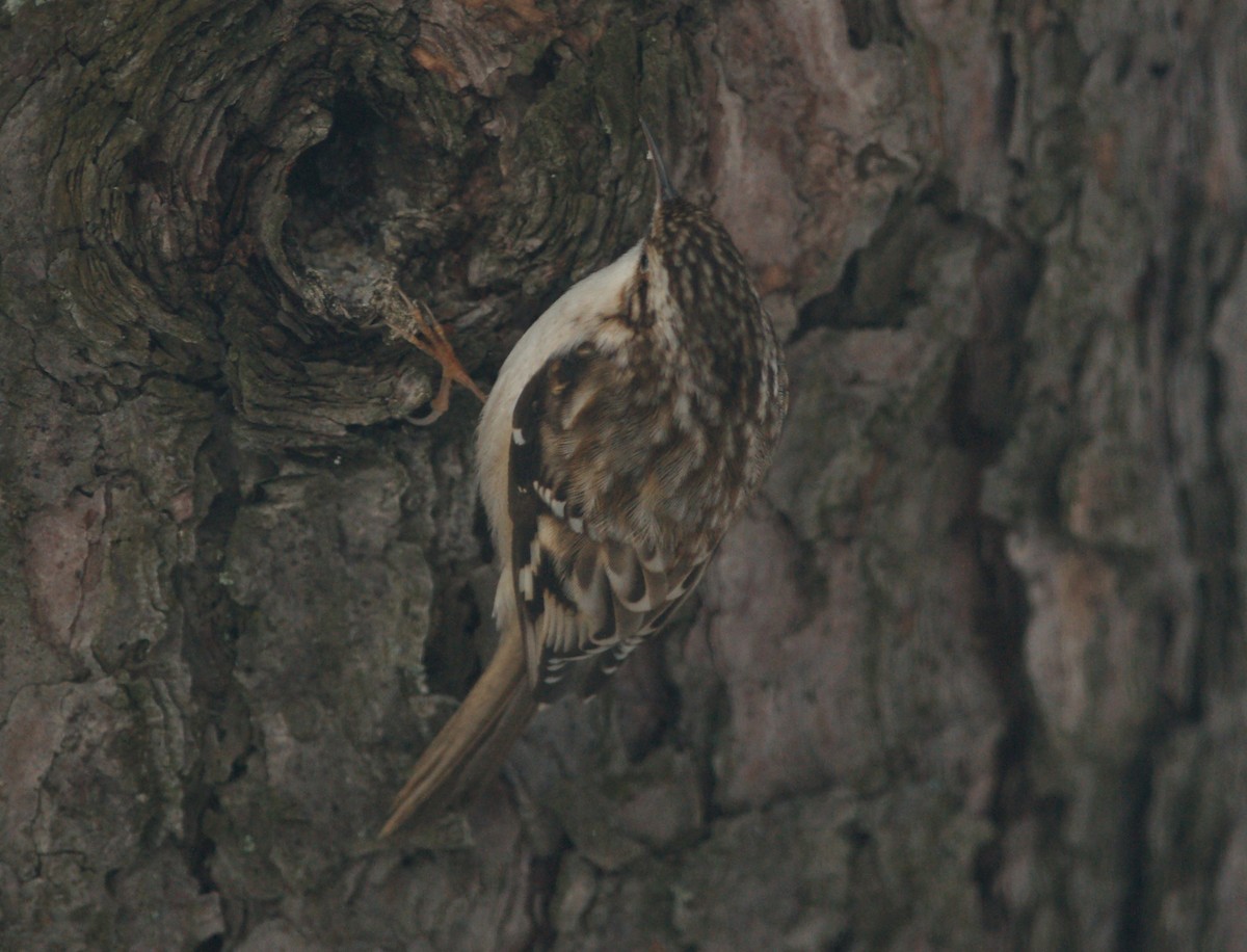 Brown Creeper - ML627219918